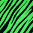 Lime Zebra Print